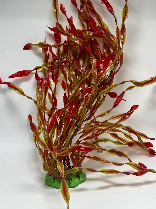 PLANTA DE ACUARIO - ALGAS